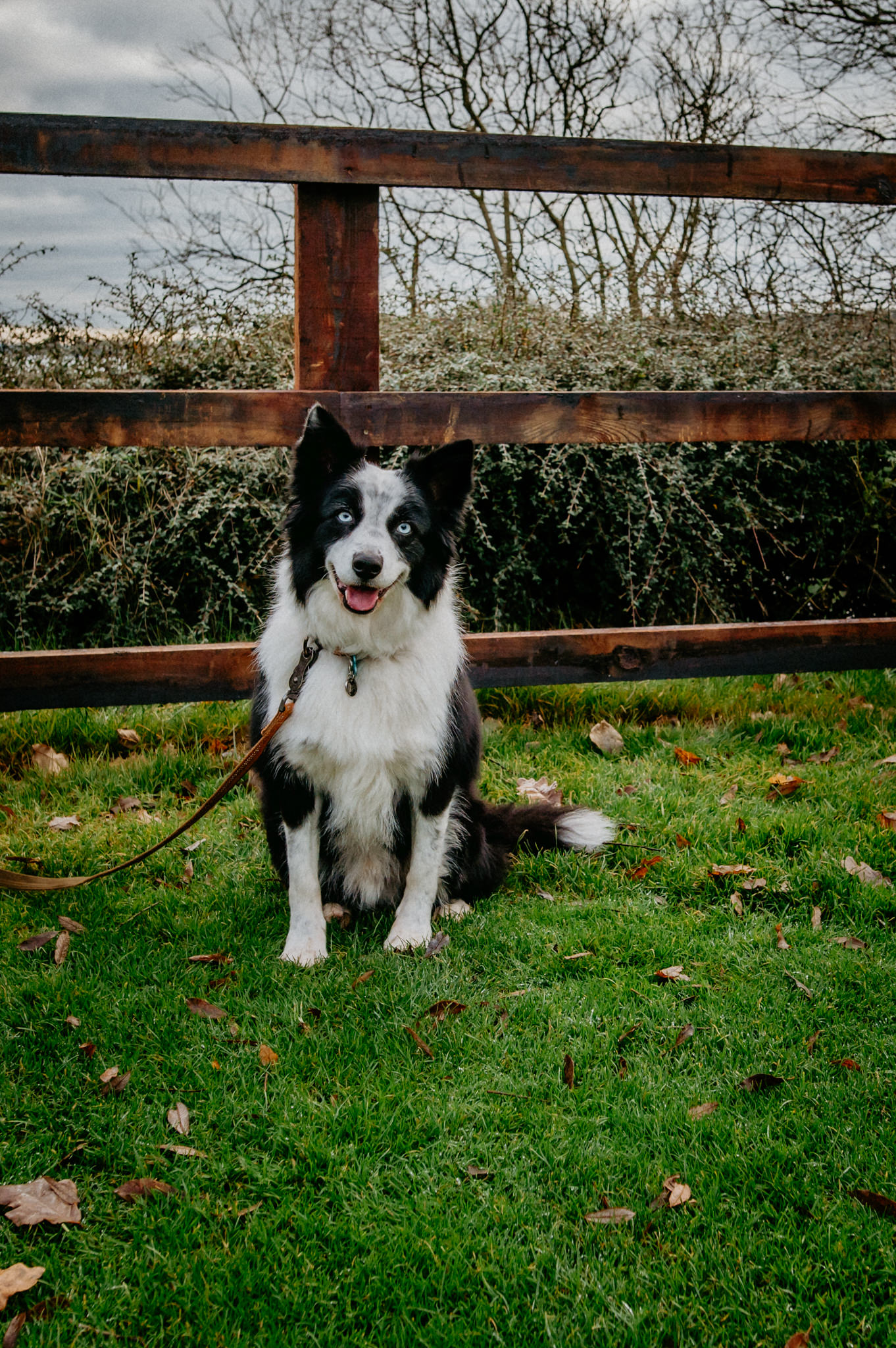 Beautiful-border-collie-in-Virginia-Deerpark-Forest-kristina-kelly-photography